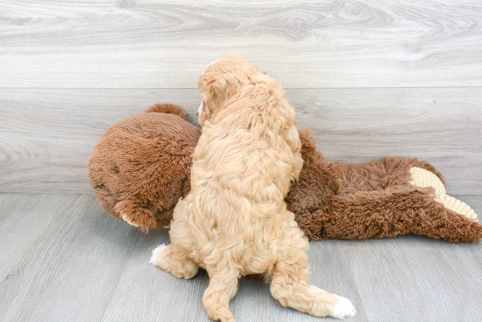 Friendly Cavapoo Baby