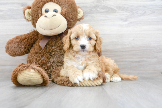 Energetic Cavoodle Poodle Mix Puppy