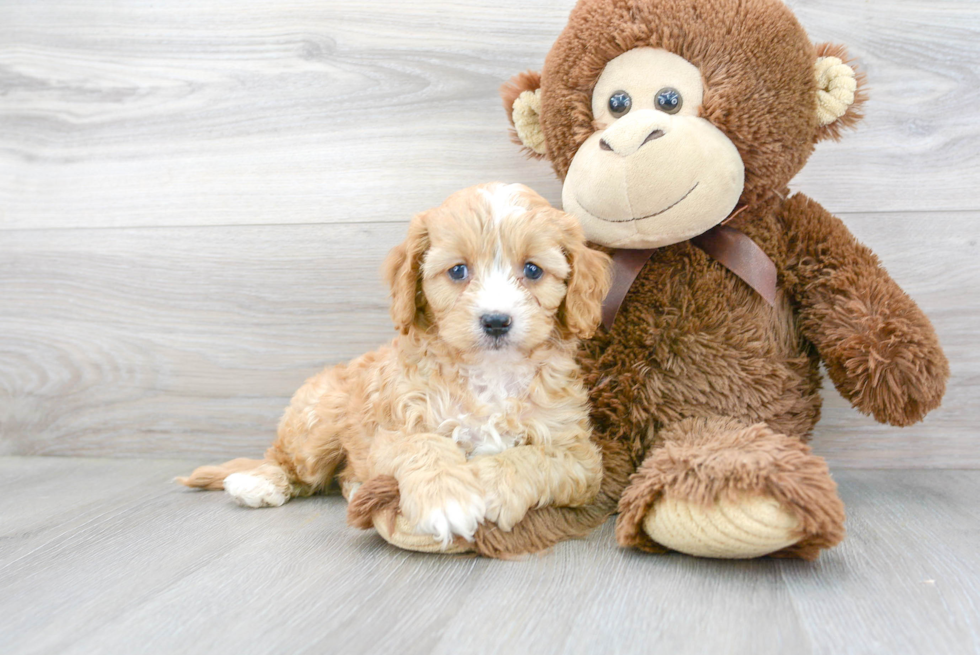 Best Cavapoo Baby