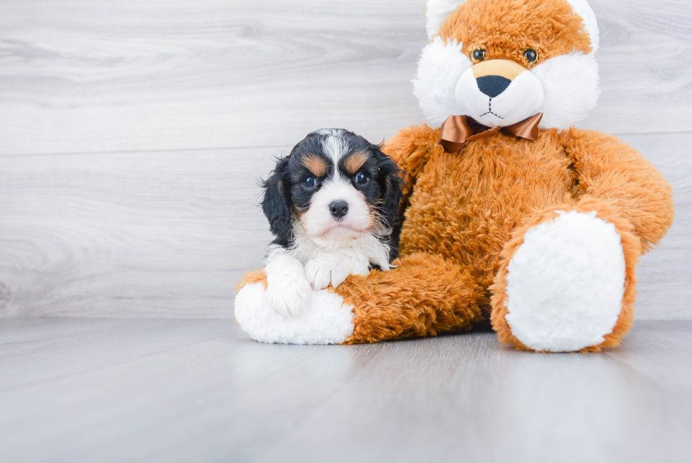 Cavalier King Charles Spaniel Puppy for Adoption