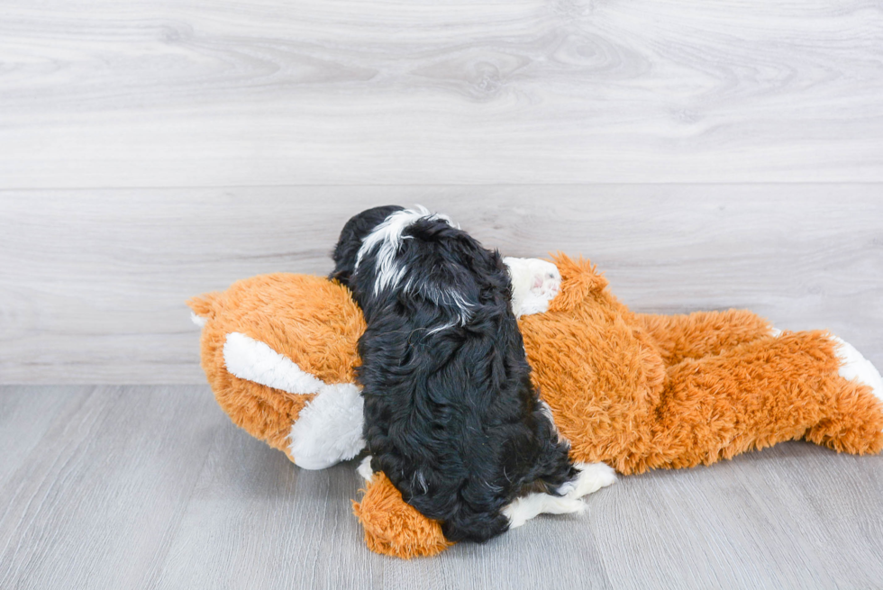 Cavalier King Charles Spaniel Pup Being Cute