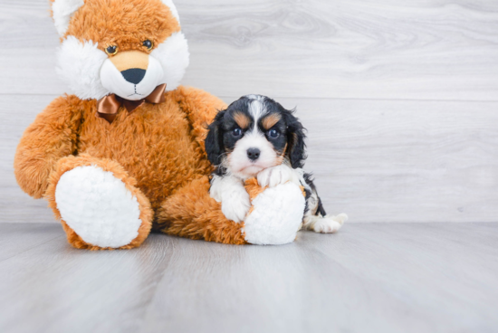 Hypoallergenic Cavalier King Charles Spaniel Purebred Pup