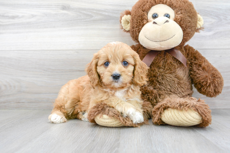 Cavapoo Puppy for Adoption