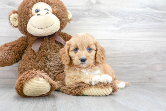 Cavapoo Puppy for Adoption