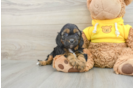 Popular Cavapoo Poodle Mix Pup