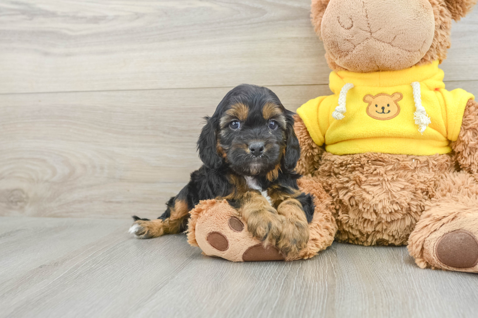 Popular Cavapoo Poodle Mix Pup