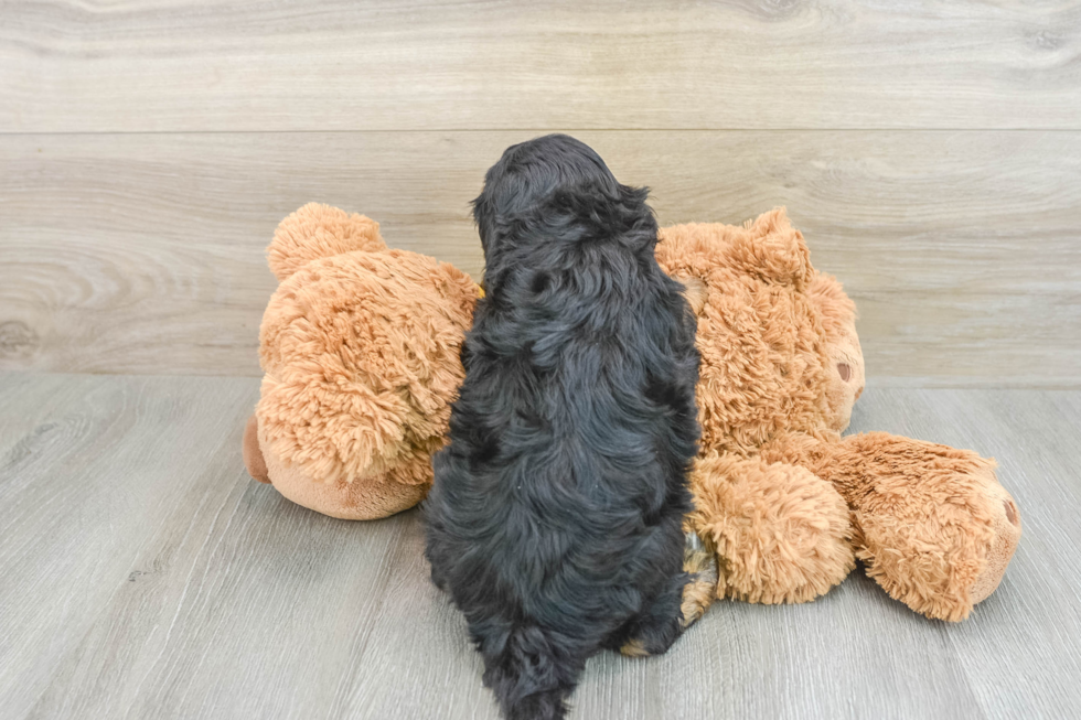 Adorable Cavalier King Charles Spaniel and Poodle Mix Poodle Mix Puppy