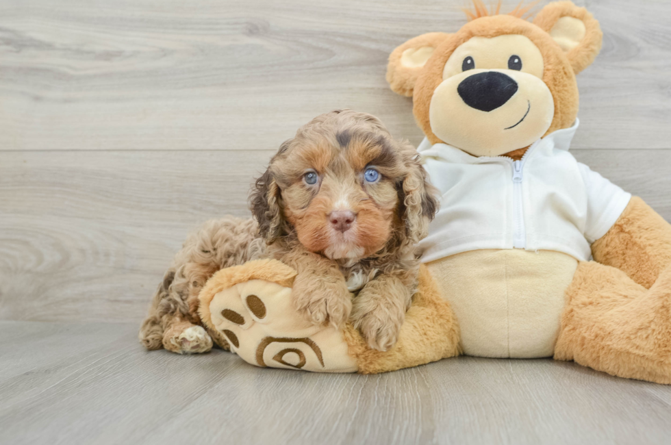 6 week old Cavapoo Puppy For Sale - Premier Pups