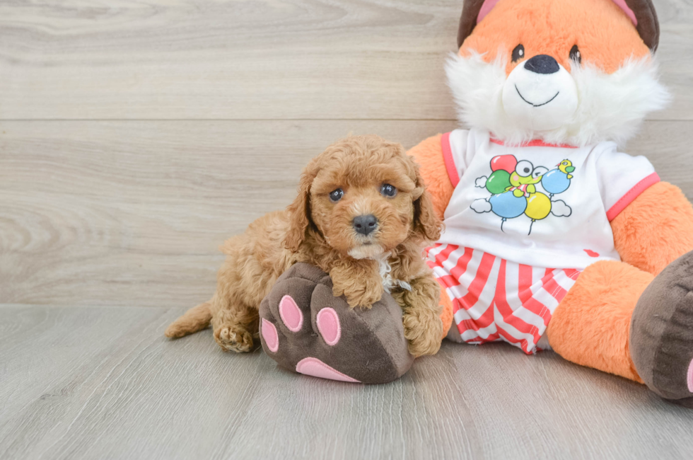 5 week old Cavapoo Puppy For Sale - Premier Pups