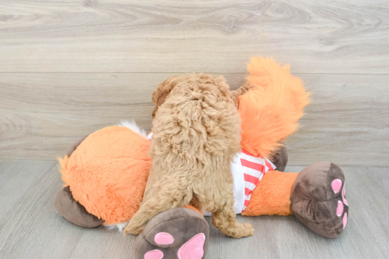 Meet Prowler - our Cavapoo Puppy Photo 2/3 - Premier Pups