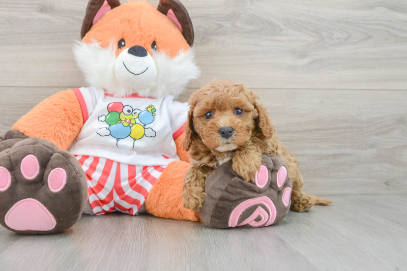 Meet Prowler - our Cavapoo Puppy Photo 3/3 - Premier Pups