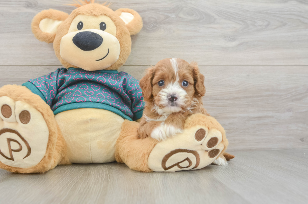 6 week old Cavapoo Puppy For Sale - Premier Pups
