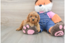 Cavapoo Puppy for Adoption