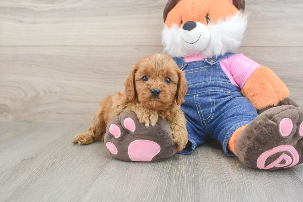 Cavapoo Puppy for Adoption