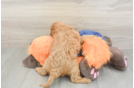 Small Cavapoo Baby