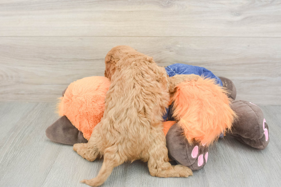 Small Cavapoo Baby