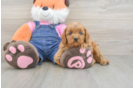 Best Cavapoo Baby
