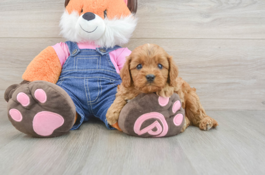 Best Cavapoo Baby