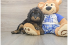 Petite Cavapoo Poodle Mix Pup