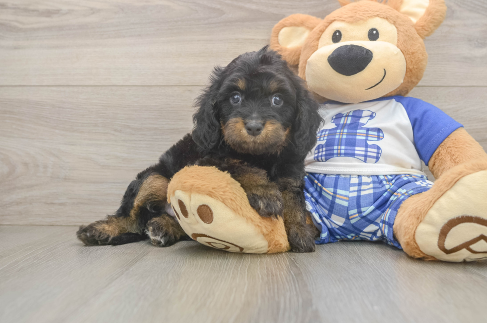5 week old Cavapoo Puppy For Sale - Premier Pups
