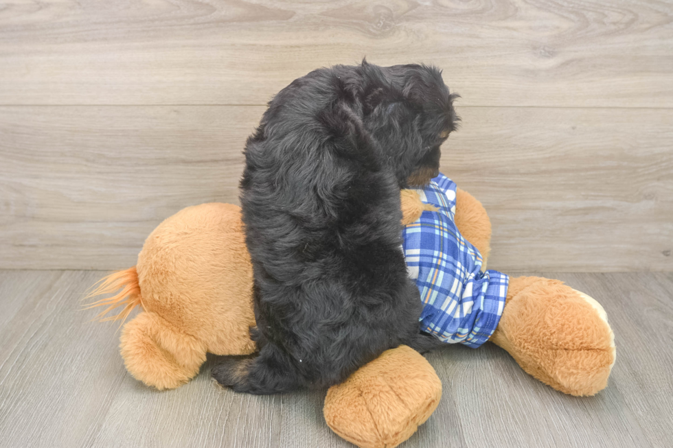 Happy Cavapoo Baby