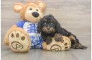 Energetic Cavoodle Poodle Mix Puppy