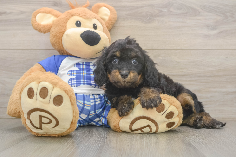 Energetic Cavoodle Poodle Mix Puppy