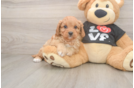 Small Cavapoo Baby