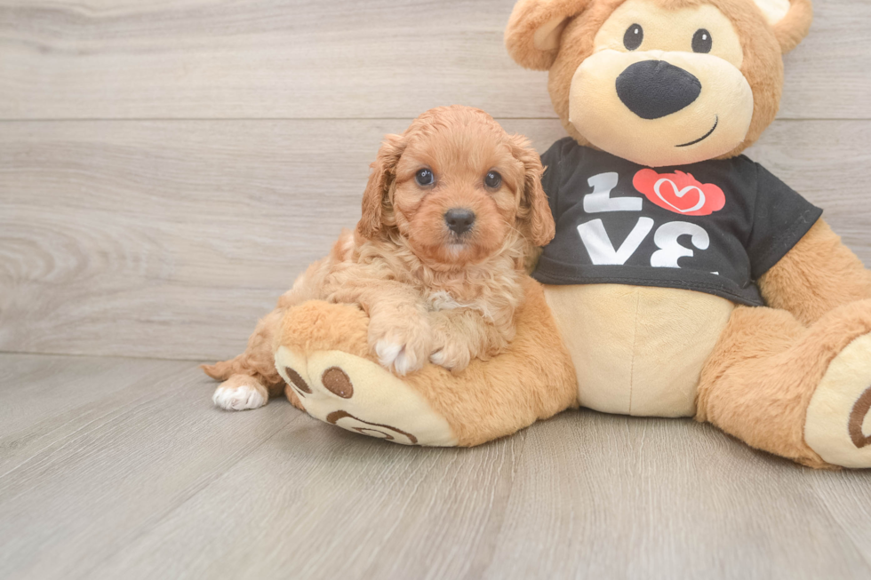 Small Cavapoo Baby