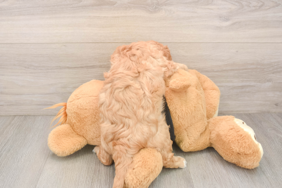 Cavapoo Pup Being Cute