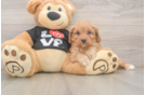 Hypoallergenic Cavadoodle Poodle Mix Puppy
