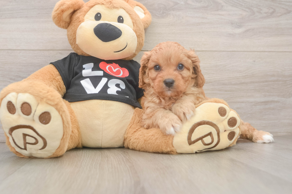 5 week old Cavapoo Puppy For Sale - Premier Pups