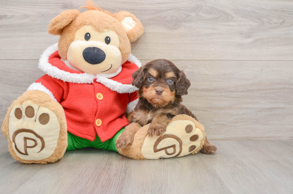 5 week old Cavapoo Puppy For Sale - Premier Pups