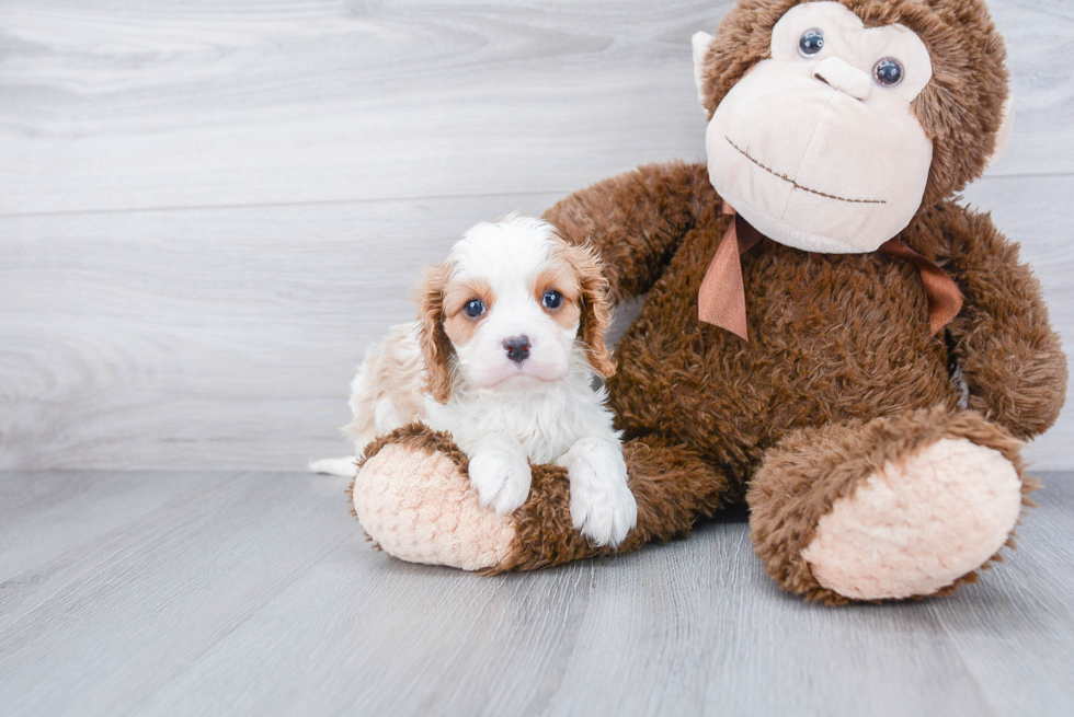 Sweet Cavalier King Charles Spaniel Purebred Puppy