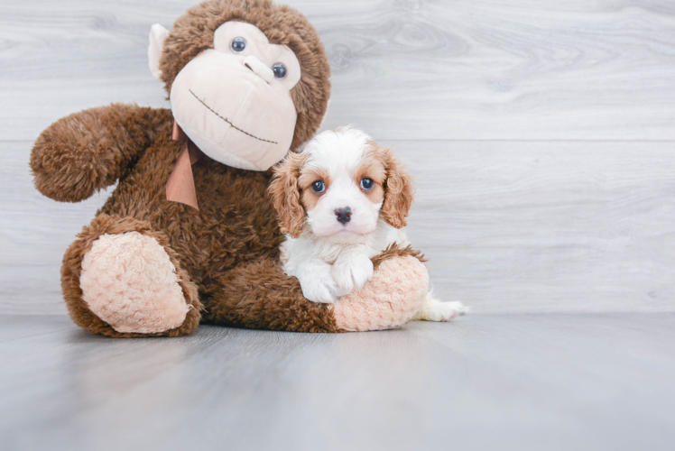 Happy Cavalier King Charles Spaniel Purebred Puppy