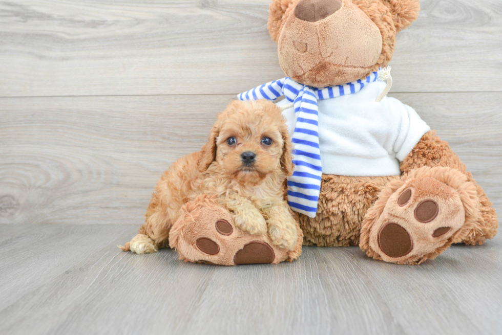 Smart Cavapoo Poodle Mix Pup