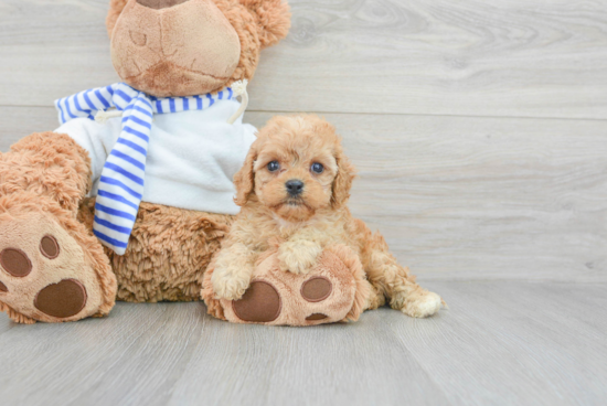 Funny Cavapoo Poodle Mix Pup