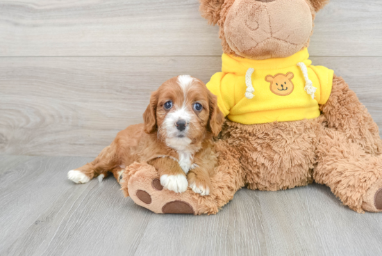 Playful Cavoodle Poodle Mix Puppy