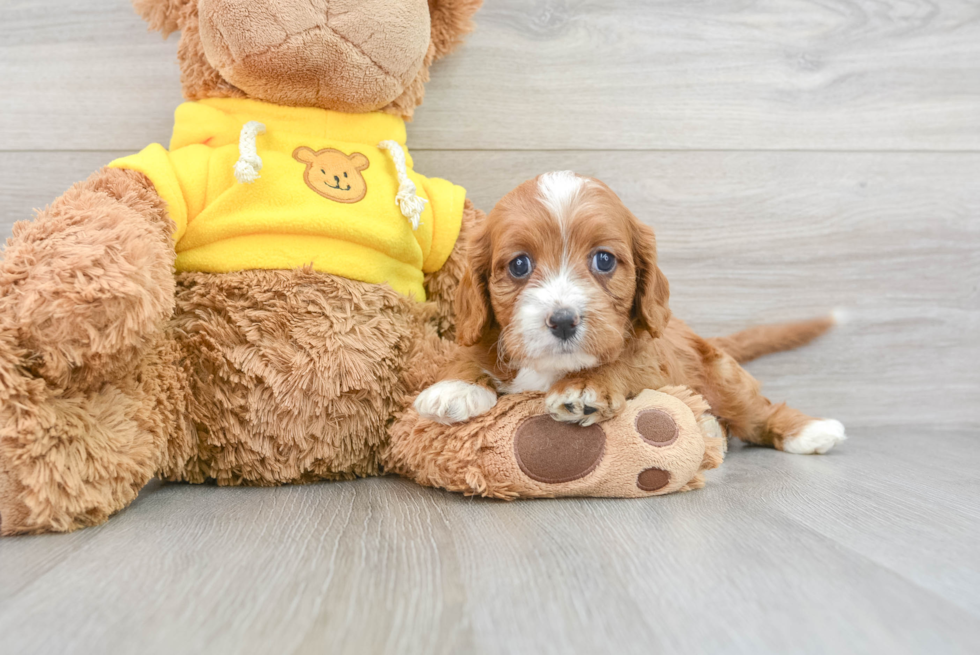 Cavapoo Pup Being Cute