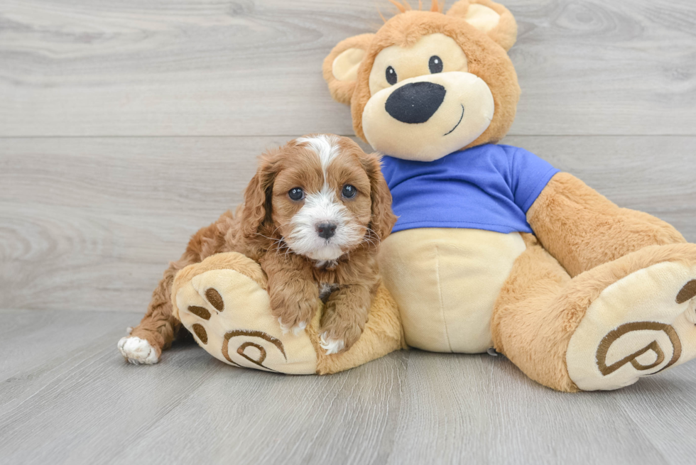 Best Cavapoo Baby