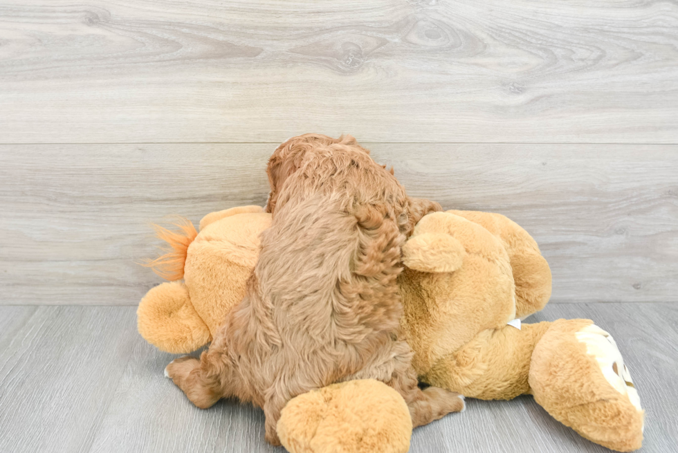 Playful Cavoodle Poodle Mix Puppy