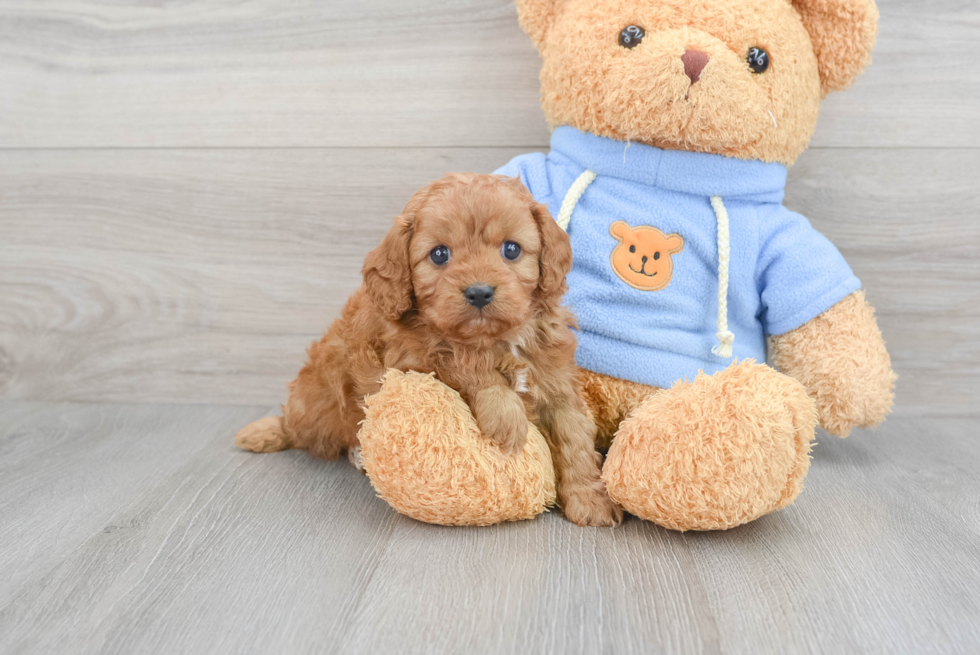 Cavapoo Pup Being Cute