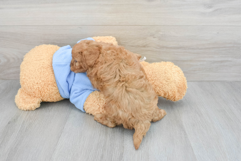 Cavapoo Pup Being Cute