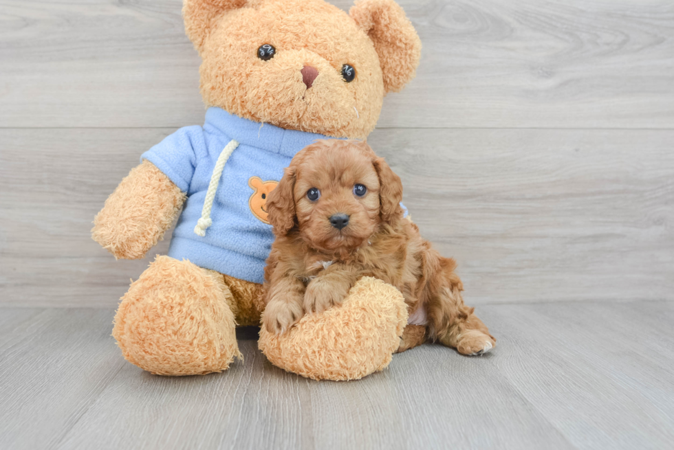 Friendly Cavapoo Baby