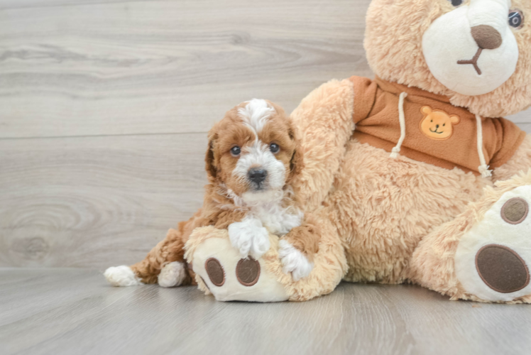 Little Cavoodle Poodle Mix Puppy