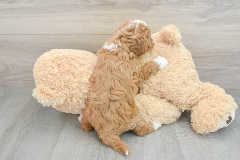 Cavapoo Pup Being Cute