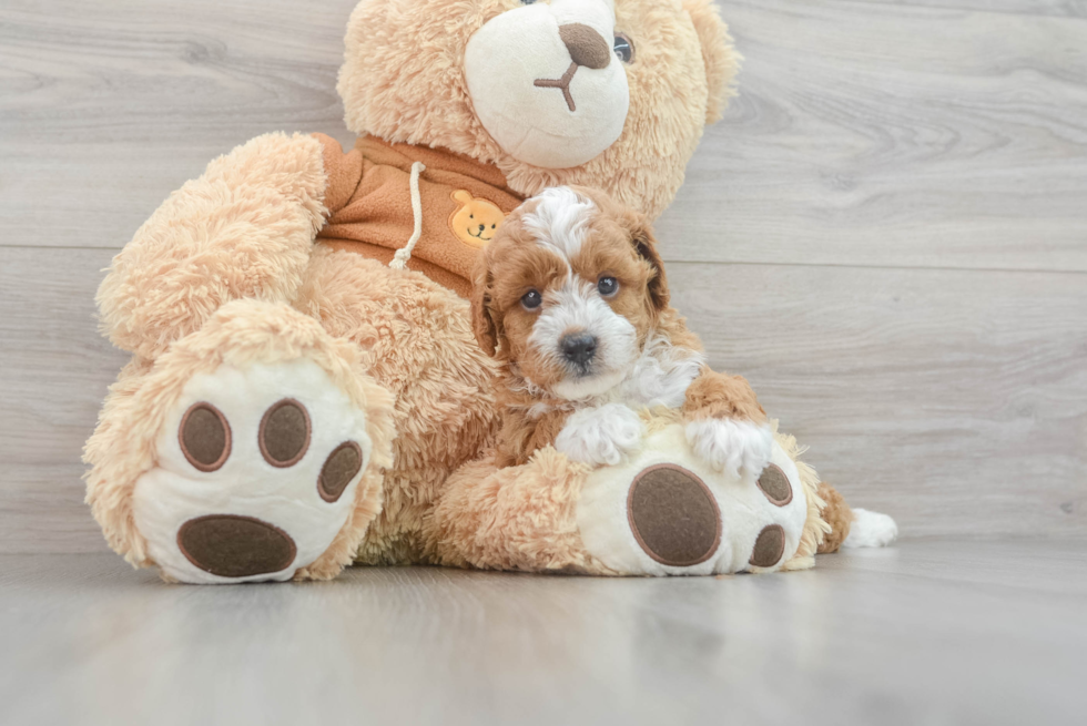 Funny Cavapoo Poodle Mix Pup