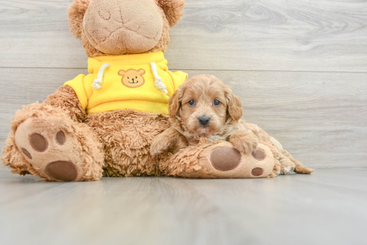 Best Cavapoo Baby