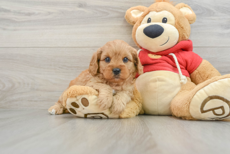 Fluffy Cavapoo Poodle Mix Pup