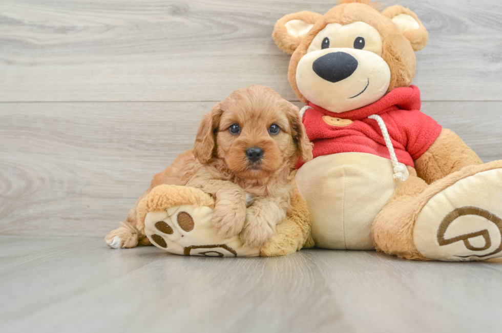 6 week old Cavapoo Puppy For Sale - Premier Pups